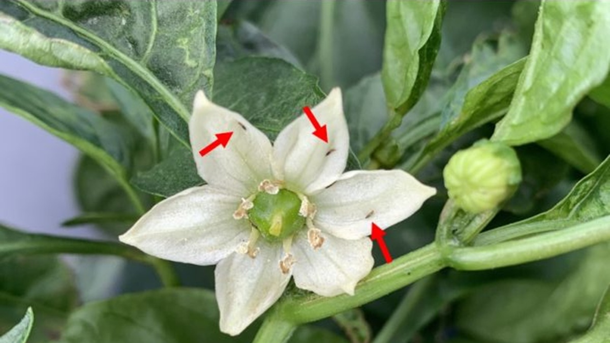 Thrips parvispinus la nueva amenaza que desafía el control biológico del pimiento mediterráneo.jpg